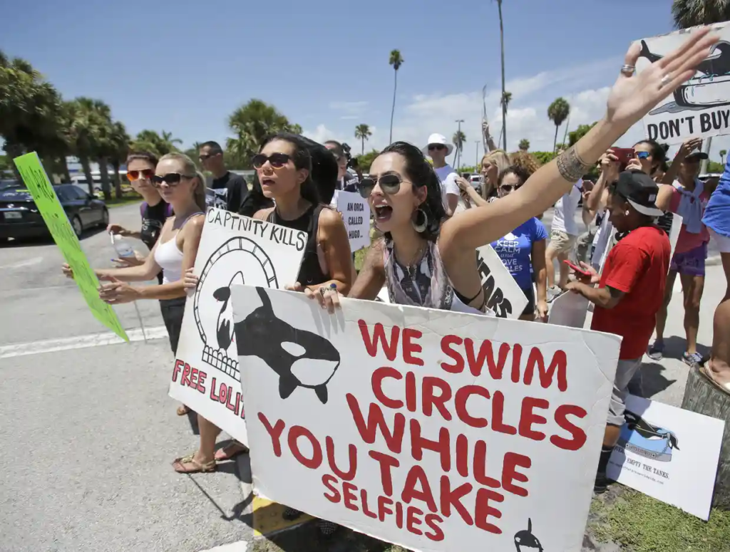 Demonstrators hold signs against orca exploitation outside a Miami show where the whales are held in captivity.