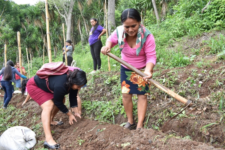 On a steep hillside, women dig garden beds in El Salvador, reviving ancestral food practices.