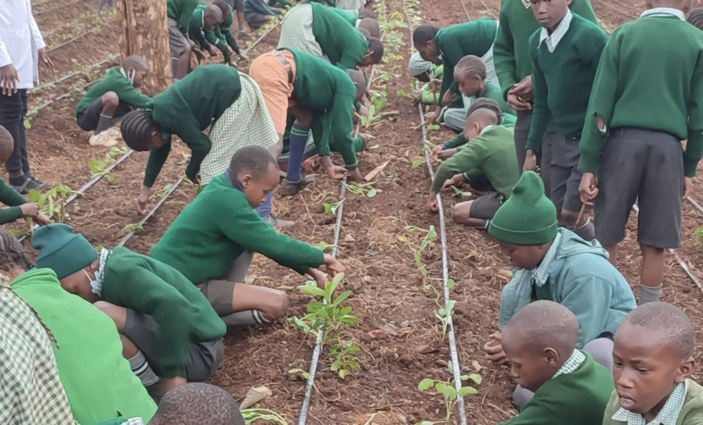 In green sweaters and black shorts, a group of Kenyan students help plant a row of trees that are part of the tree museum to protect Indigenous species.