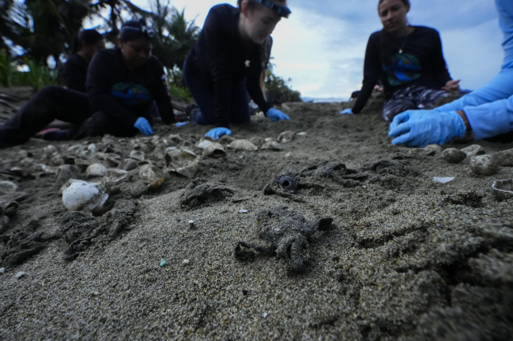Five people help baby sea turtles hatch on a beach in Panama.